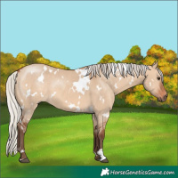 Horse Color:White Spotted Silver Bay Dun 