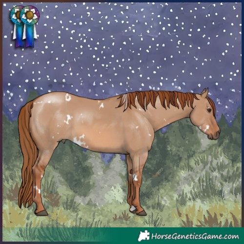 Horse Color:White Spotted Red Dun 