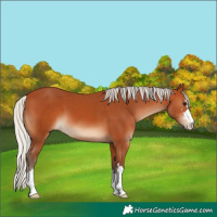 Horse Color:Silver Bay 