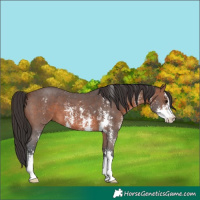 Horse Color:Brown Sabino