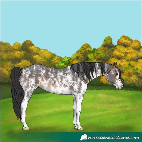 Horse Color:Brown Sabino 