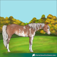 Horse Color:Silver Brown Sabino 