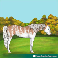 Horse Color:Silver Bay Sabino Splash 