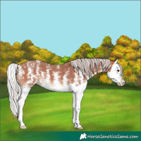 Horse Color:Silver Bay Sabino Splash 