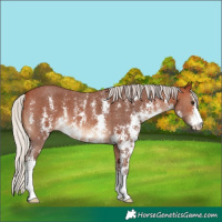 Horse Color:Silver Bay Sabino 
