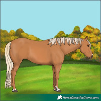 Horse Color:Chestnut 