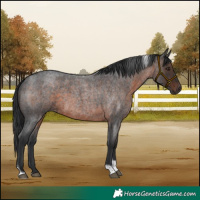 Horse Color:Brown Roan Tobiano 