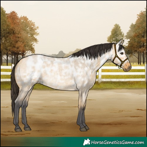 Horse Color:Buckskin Ice Roan Dun 