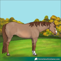 Horse Color:Red Dun 