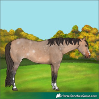 Horse Color:Bay Dun 