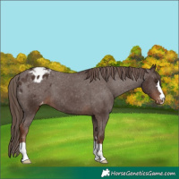Horse Color:Liver Chestnut Appaloosa 