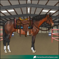 Horse Color:Brown Rabicano 