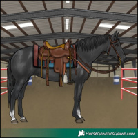 Horse Color:Black Sabino 