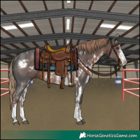 Horse Color:White Spotted Liver Chestnut Sabino Rabicano 