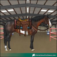 Horse Color:Brown Frame Rabicano 