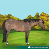 Horse Color:Bay Dun 