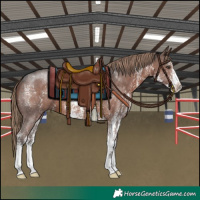 Horse Color:Liver Chestnut Sabino 
