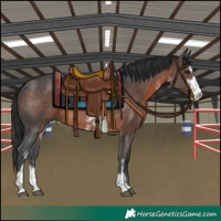 Horse Color:Brown Sabino 