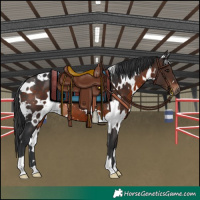 Horse Color:White Spotted Brown 