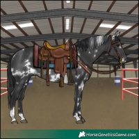 Horse Color:White Spotted Black Rabicano 