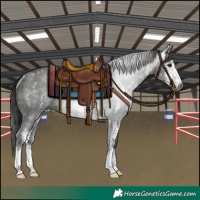Horse Color:Gray Black Sabino Rabicano 
