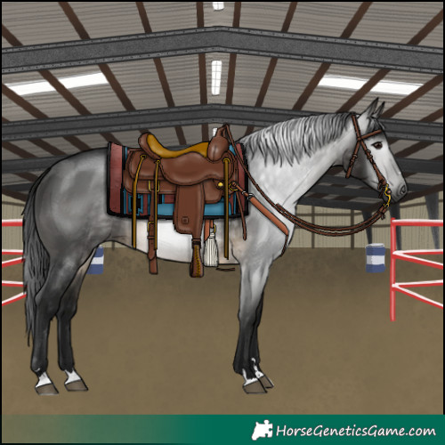 Horse Color:Gray Buckskin Rabicano 