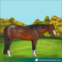 Horse Color:Bay 