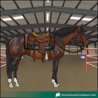 Horse Color:Brown Rabicano 