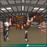 Horse Color:White Spotted Brown 