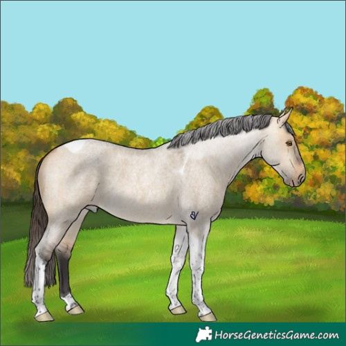 Horse Color:Buckskin Roan Dun Tobiano Rabicano 