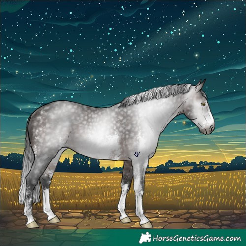 Horse Color:Gray Bay Sabino Rabicano 