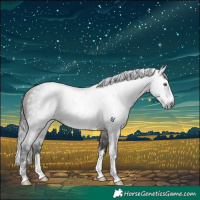 Horse Color:Gray Bay Sabino Rabicano 