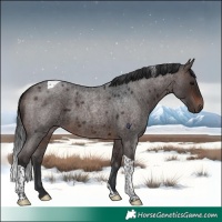 Horse Color:Brown Roan Tobiano Rabicano