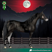 Horse Color:Void Blue Onyx Roan Tobiano 