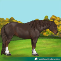 Horse Color:Liver Chestnut Tobiano 