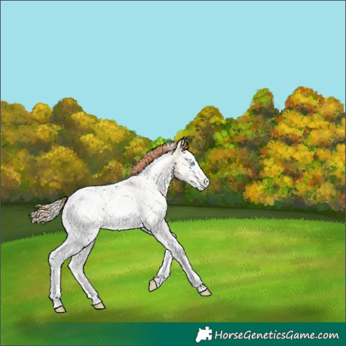 Horse Color:White Spotted Sable Cream Champagne Pearl Onyx Tobiano Appaloosa 