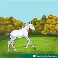 Horse Color:Plaid White Spotted Buckskin Ice Pearl Dun Appaloosa