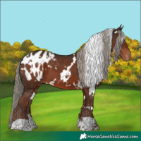 Horse Color:White Spotted Liver Chestnut Mushroom Appaloosa 