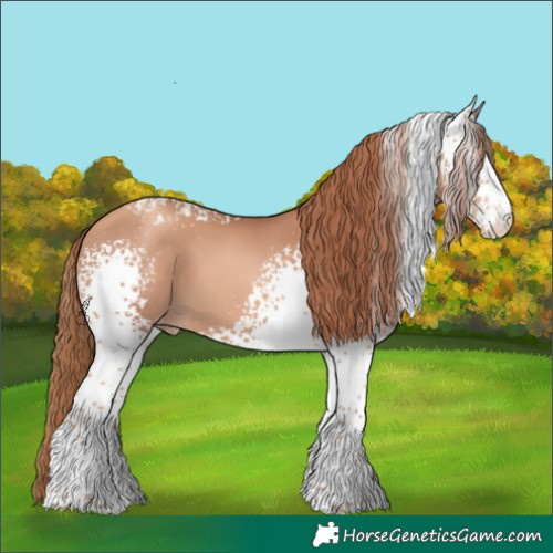 Horse Color:White Spotted Gold Champagne Appaloosa 