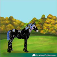 Horse Color:Watercolor White Spotted Buckskin Appaloosa Rabicano 