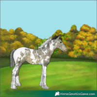 Horse Color:Plaid  White Spotted Bay Ice Tobiano Snowflake Varnish
