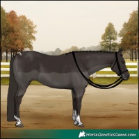 Horse Color:Liver Chestnut Tobiano 