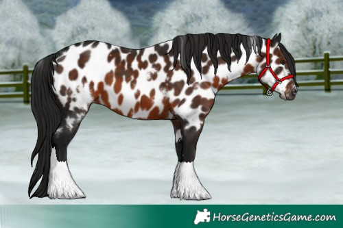 Horse Color:Gray White Spotted Brown Appaloosa 