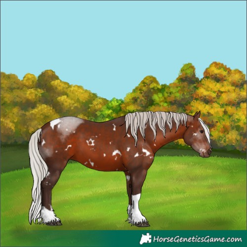 Horse Color:White Spotted Silver Brown Tobiano