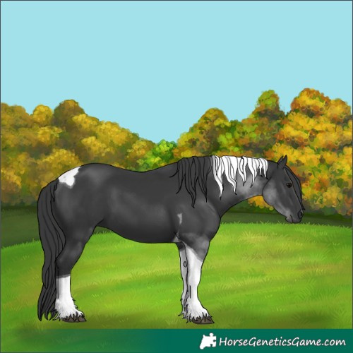 Horse Color:Black Tobiano 
