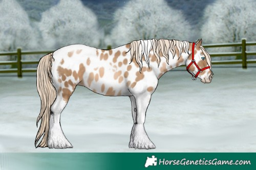 Horse Color:Chocolate Palomino Pearl Tobiano Appaloosa 