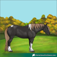Horse Color:Liver Chestnut Tobiano