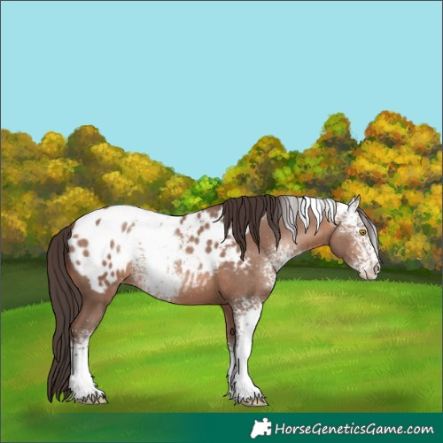 Horse Color:White Spotted Amber Champagne Blanket 