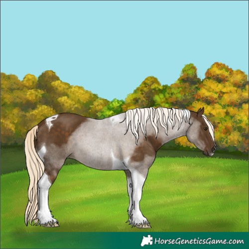Horse Color:Chocolate Palomino Tobiano 