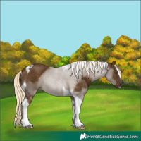 Horse Color:Chocolate Palomino Tobiano 
